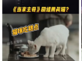 猫电视剧,猫咪王国大冒险